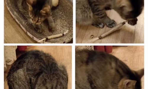 035e6d72-d234-4e96-8930-6f0c9c064523