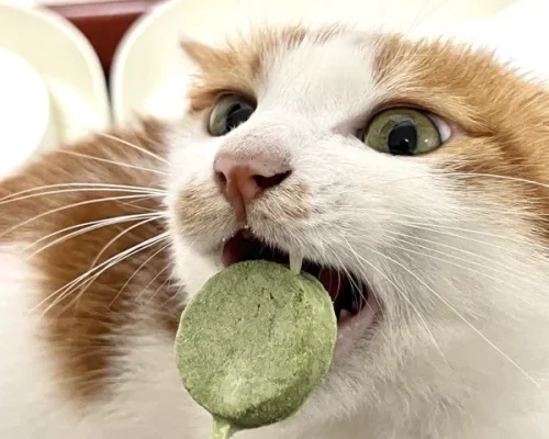 O1CN01I0Jmbr1iE5bhM98WR__0-tbbala.jpg_800x800q90