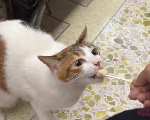 O1CN01JElw9i2Aj3cw4ApRm__0-tbbala.jpg_800x800q90