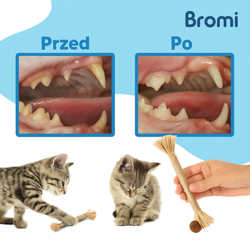 cd0169a1-d4ab-4976-b8a2-34fa84ef65e8 (1)