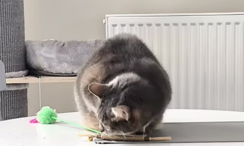 fd53ae6b-9a1c-4453-b4f2-9d9f52c25e1c